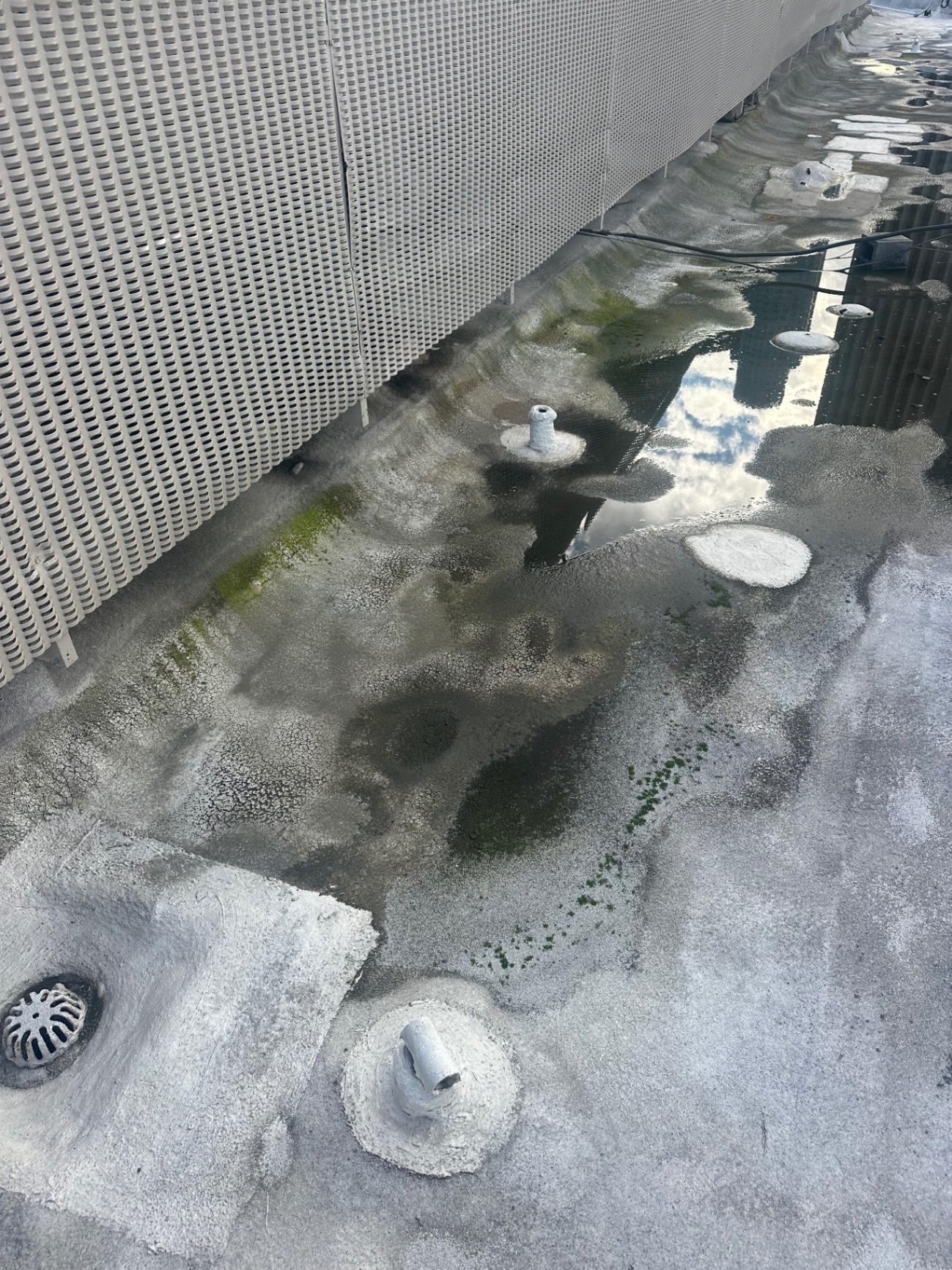 Blocked roof drain with organic growth on a San Diego commercial flat roof
